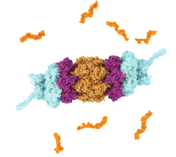 Proteasome